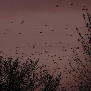 中国女人下面毛多多
